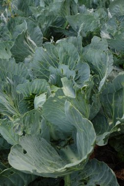 Lahana kafalar, yaklaşın. Tam Çerçeve Taze Lahana.