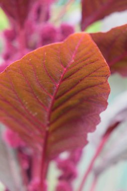 Kırmızı aromalı bitki yaprağı, yakın plan. Amaranthus cruentus, tomurcuklanan bir bitki türüdür..