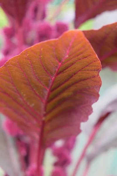 Hoja Amaranto Carmesí Primer Plano Amaranthus Cruentus Una Especie Planta — Foto de Stock