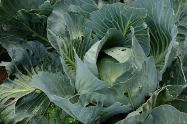 Lahana kafalar, yaklaşın. Tam Çerçeve Taze Lahana.