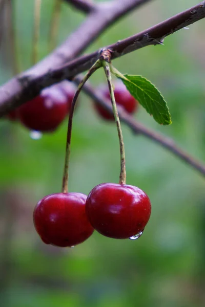 Two Ripe Cherries Dew Drops Hang Branch Close Ripe Juicy — Stock Photo, Image