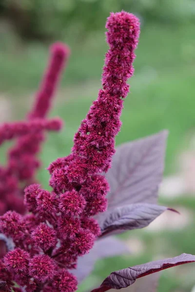 Kızıl Amaranth Bitkisinin Enfloresanı Yakın Plan Amaranthus Cruentus Tomurcuklanan Bir — Stok fotoğraf