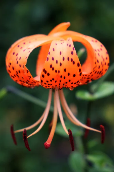 Bulanık Arka Planda Tek Benekli Zambak Çiçeği Yakın Plan — Stok fotoğraf