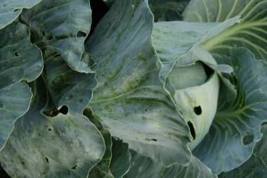 Lahana kafalar, yaklaşın. Tam Çerçeve Taze Lahana.