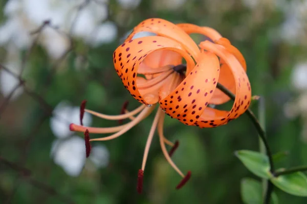 Μονόχρωμο Λουλούδι Κρίνου Θολή Φόντο Κοντινό Πλάνο — Φωτογραφία Αρχείου