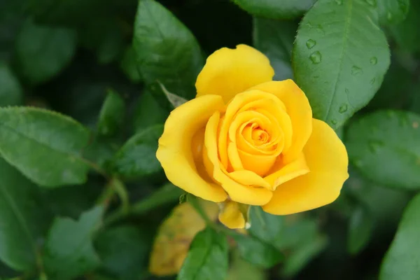 Jeden Żółty Kwiat Róży Zbliżenie Piękny Kwiat Żółtymi Płatkami — Zdjęcie stockowe