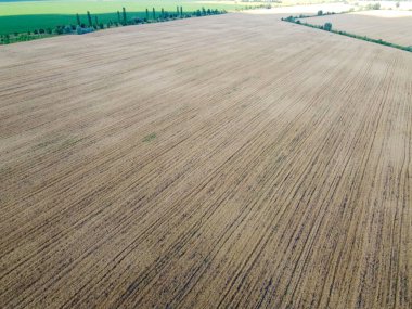 İnsansız hava aracından yazın mısır gevreği tarlasına. Tarım arazisi.