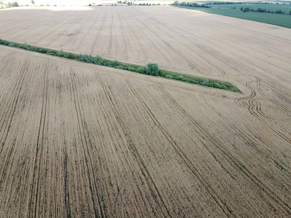 Velho Canal Irrigação Coberto Árvores Entre Campo Trigo Vista Aérea — Fotografia de Stock