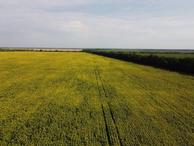 Ayçiçeği tarlasının yakınındaki ağaçlar, hava manzarası. Tarlaların üzerinde açık gökyüzü.