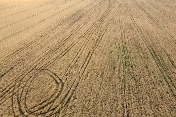 A bird\'s eye view of a field of ripe cereals. Agricultural landscape.