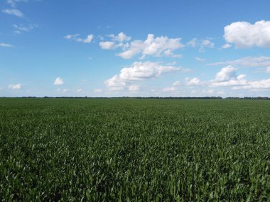 Güneşli bir yaz gününde büyük bir mısır tarlası, hava manzarası. Mavi gökyüzü yeşil çiftlik arazisi, manzara.