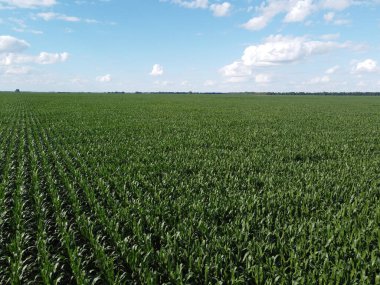 Güneşli bir yaz gününde büyük bir mısır tarlası, hava manzarası. Mavi gökyüzü yeşil çiftlik arazisi, manzara.