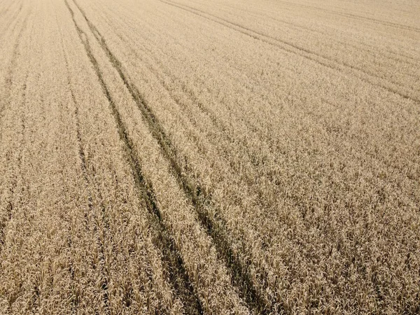 Eine Vogelperspektive Auf Ein Feld Mit Reifem Getreide Agrarlandschaft — Stockfoto