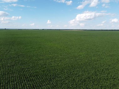 Güneşli bir yaz gününde büyük bir mısır tarlası, hava manzarası. Mavi gökyüzü yeşil çiftlik arazisi, manzara.