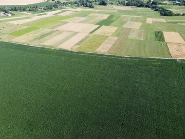 Kuş bakışı tarlalar. Mısır ekinleri, manzara.