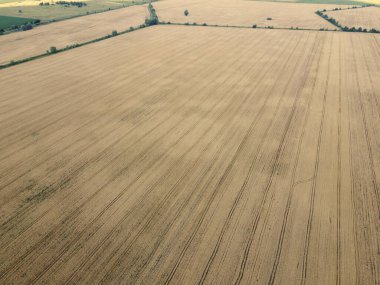 İnsansız hava aracından yazın mısır gevreği tarlasına. Tarım arazisi.