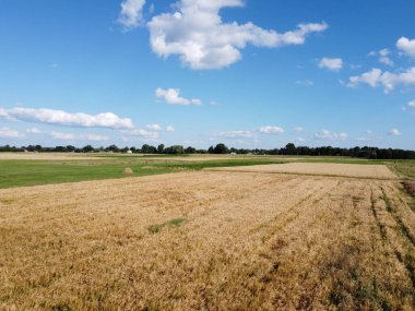 Yazın bir tarlada olgun tahıllar, en iyi manzara. Açık mavi gökyüzü tarlaların üzerinde, kuş bakışı manzara.