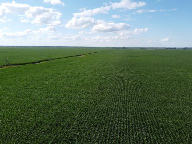 Güneşli bir yaz gününde büyük bir mısır tarlası, hava manzarası. Mavi gökyüzü yeşil çiftlik arazisi, manzara.