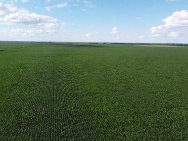 Güneşli bir yaz gününde büyük bir mısır tarlası, hava manzarası. Mavi gökyüzü yeşil çiftlik arazisi, manzara.