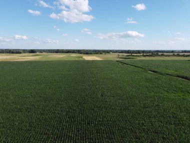 Güneşli bir yaz gününde büyük bir mısır tarlası, hava manzarası. Mavi gökyüzü yeşil çiftlik arazisi, manzara.