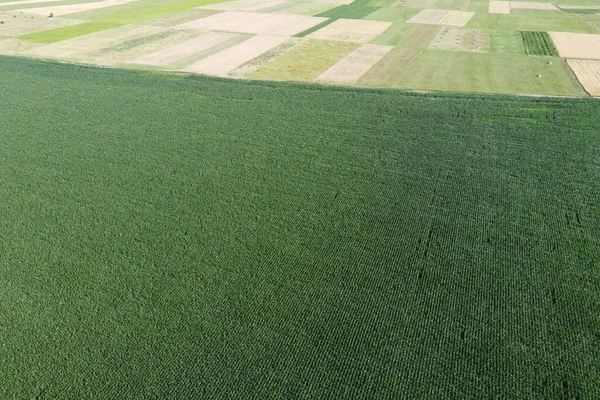 Campi Agricoli Dal Punto Vista Uccello Colture Mais Paesaggio — Foto Stock