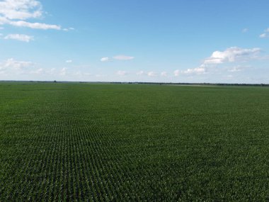 Güneşli bir yaz gününde büyük bir mısır tarlası, hava manzarası. Mavi gökyüzü yeşil çiftlik arazisi, manzara.