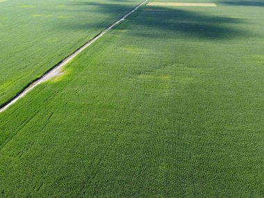 Geniş mısır tarlaları, üst manzara. Yeşil tarlalar, manzara.