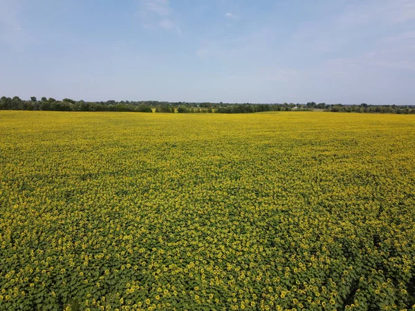 Champ Pittoresque Tournesols Sous Ciel Bleu Vue Aérienne Champ Ferme — Photo