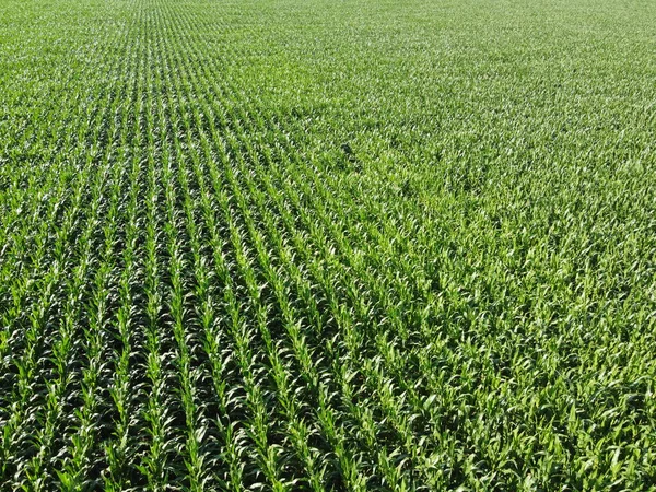 Ausgedehnte Maisfelder Draufsicht Grüne Felder Landschaft — Stockfoto