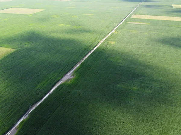 Uitgebreide Maïsvelden Bovenaanzicht Groene Akkers Landschap — Stockfoto