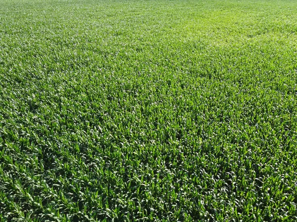 Extensive corn fields, top view. Green farm fields, landscape.