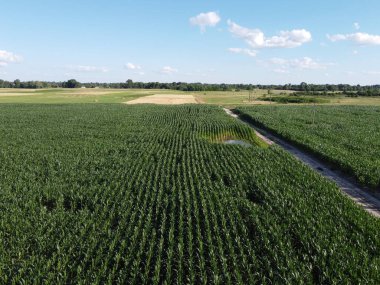 Güneşli bir yaz gününde büyük bir mısır tarlası, hava manzarası. Mavi gökyüzü yeşil çiftlik arazisi, manzara.
