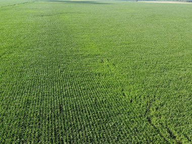 Geniş mısır tarlaları, üst manzara. Yeşil tarlalar, manzara.