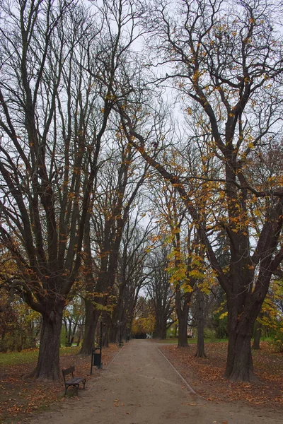 Banco Vacío Parque Ciudad Zamosc Otoño Pintoresco Paisaje Otoñal — Foto de Stock