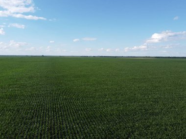 Güneşli bir yaz gününde büyük bir mısır tarlası, hava manzarası. Mavi gökyüzü yeşil çiftlik arazisi, manzara.