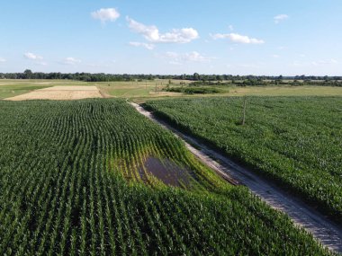 Güneşli bir yaz gününde büyük bir mısır tarlası, hava manzarası. Mavi gökyüzü yeşil çiftlik arazisi, manzara.