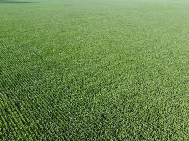 Geniş mısır tarlaları, üst manzara. Yeşil tarlalar, manzara.