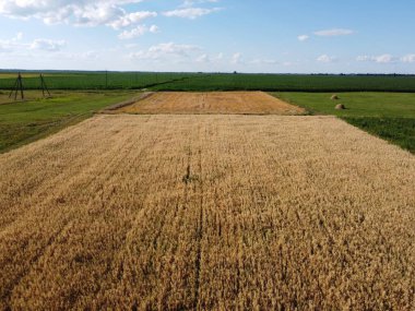 Çiftlik arazisi, en iyi manzara. Olgun arpa tarlaları ve kuş bakışı yulaflar.