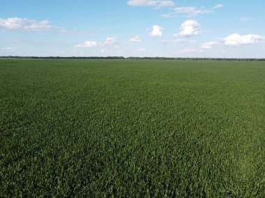 Güneşli bir yaz gününde büyük bir mısır tarlası, hava manzarası. Mavi gökyüzü yeşil çiftlik arazisi, manzara.