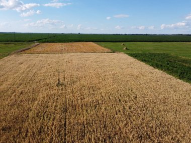 Çiftlik arazisi, en iyi manzara. Olgun arpa tarlaları ve kuş bakışı yulaflar.