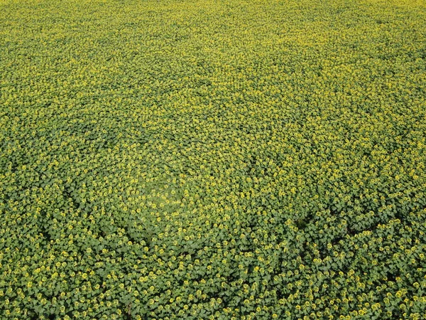 Campo Girassol Dia Ensolarado Vista Aérea Campo Fazenda Plantado Com — Fotografia de Stock