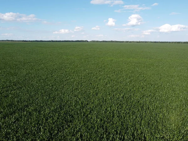 Güneşli bir yaz gününde büyük bir mısır tarlası, hava manzarası. Mavi gökyüzü yeşil çiftlik arazisi, manzara.