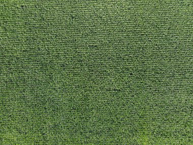 Geniş mısır tarlaları, üst manzara. Yeşil tarlalar, manzara.