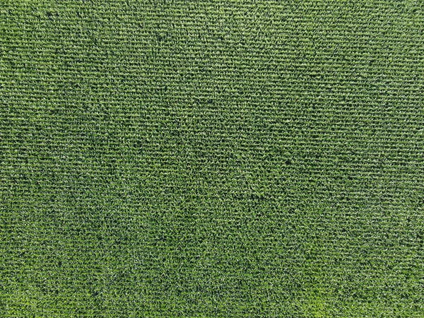 Kiterjedt Kukoricamezők Felülnézetből Zöld Mezőgazdasági Területek Táj — Stock Fotó