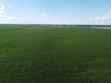 Güneşli bir yaz gününde büyük bir mısır tarlası, hava manzarası. Mavi gökyüzü yeşil çiftlik arazisi, manzara.