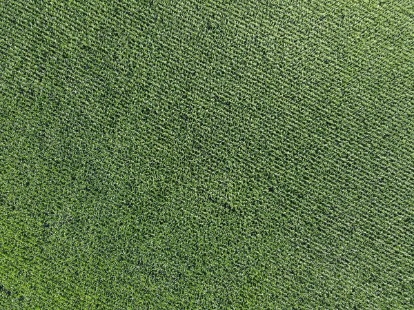 Extensive corn fields, top view. Green farm fields, landscape.