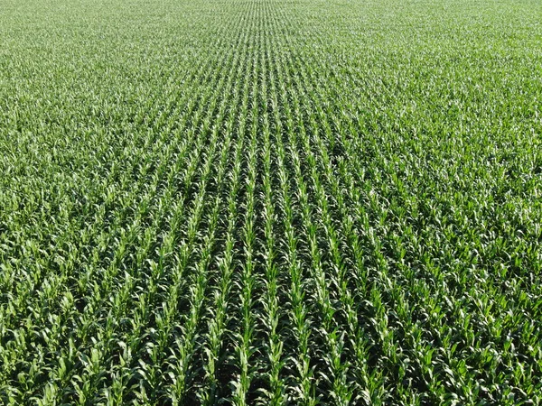 Extensive corn fields, top view. Green farm fields, landscape.