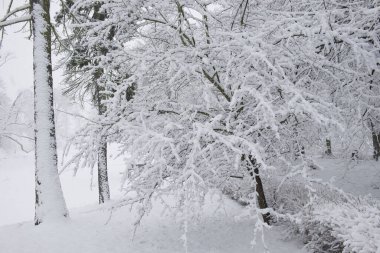 Büyük bir kar tabakasıyla kaplı ağaçlar. Karla kaplı dallar, kar yağışı. Kış manzarası.
