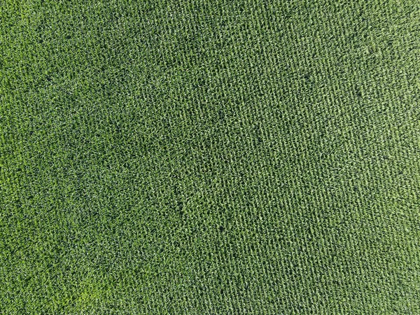 Обширные Кукурузные Поля Вид Сверху Зеленые Поля Ландшафт — стоковое фото