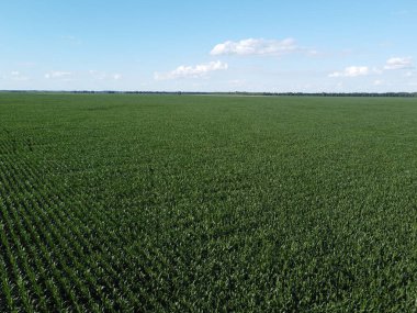 Güneşli bir yaz gününde büyük bir mısır tarlası, hava manzarası. Mavi gökyüzü yeşil çiftlik arazisi, manzara.